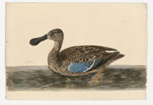 Drawing of a female Norther Shoveler from a 18th century specimen [modern geographical distribution: North America; breed in Northwest Canada, found year round in the Midwest United States. Attributed to Paillou, Peter, c.1720 – c.1790]