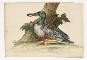 Drawing of a male Norther Shoveler from a 18th century specimen [modern geographical distribution: North America; breed in Northwest Canada, found year round in the Midwest United States]