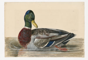 Drawing of a male Mallard from a 18th century specimen [modern geographical distribution: North America; found year round in the United States]