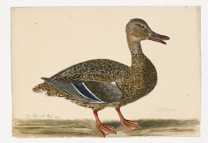 Drawing of a female Mallard from a 18th century specimen [modern geographical distribution: North America; found year round in the United States]