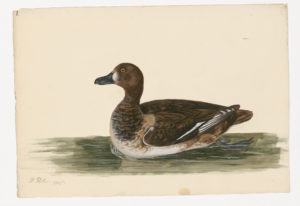 Drawing of a female Greater Scaup from a 18th century specimen [modern geographical distribution: North America, Europe, and East Asia (this specimen is also rare elsewhere in Asia)]