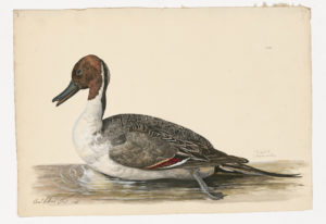 Drawing of a male Northern Pintail from a 18th century specimen [modern geographical distribution: North America, Europe, Asia, Africa, Northern South America, and Australia]