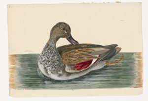 Drawing of a male Gadwall from a 18th century specimen [modern geographical distribution: North America, Europe, Asia, North Africa, and the East Africa]