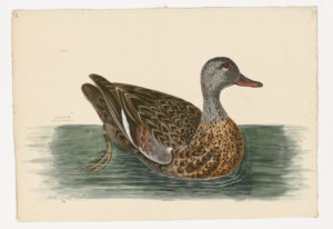 Drawing of a female Gadwall from a 18th century specimen [modern geographical distribution: North America, Europe, Asia, North Africa, and the East Africa]