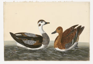 Drawing of a female Long-tailed Duck from a 18th century specimen [modern geographical distribution: North America, Europe, and Northeastern Asia] and a female Eurasian Wigeon from a 18th century specimen [modern geographical distrubution: North America, Europe, Asia, and Africa. Attributed to Paillou, Peter, c.1720 – c.1790]