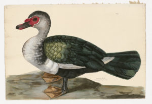Drawing of a domestic type Muscovy Duck from a 18th century specimen [modern geographical distribution: the United States, Central America, South America, Europe, Southern Africa, and Australia (this specimen is also rare in Southeast Asia). Attributed to Paillou, Peter, c.1720 – c.1790]