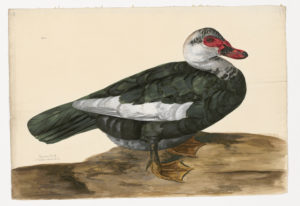 Drawing of a domestic type Muscovy Duck from a 18th century specimen [modern geographical distribution: the United States, Central America, South America, Europe, Southern Africa, and Australia (this specimen is also rare in Southeast Asia). Attributed to Paillou, Peter, c.1720 – c.1790]