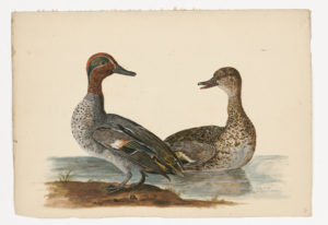 Drawing of a pair of male and female Green-winged Teals from 18th century specimens [modern geographical distribution: North America, Europe, Asia, and Africa]