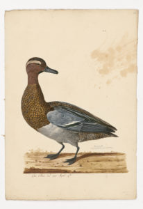 Drawing of a male Garganey from a 18th century specimen [modern geographical distribution: Europe, Asia, and Africa (this specimen is also rare in North America)]