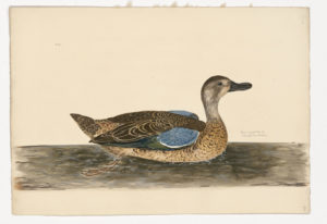 Drawing of a Blue-winged Teal from a 18th century specimen [modern geographical distribution: North America, South America, and Western Europe. Attributed to Paillou, Peter, c.1720 – c.1790]