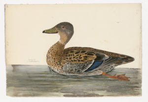 Drawing of a female Mallard from a 18th century specimen [modern geographical distribution: worldwide. Attributed to Paillou, Peter, c.1720 – c.1790]