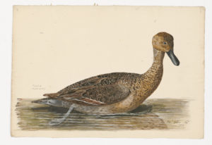 Drawing of a female Northern Pintail from a 18th century specimen [modern geographical distribution: North America, Europe, Asia, Africa, Northern South America, and Australia]