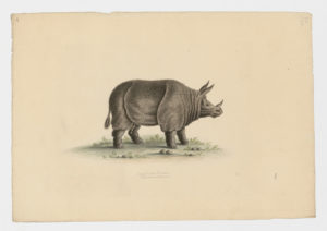Drawing of an Indian Rhinoceros--also known as a Greater One-horned Rhinoceros--from a 18th century specimen [modern geographical distribution: Assam, Nepal, and Bhutan. Attributed to Edwards, George, 1694-1773]