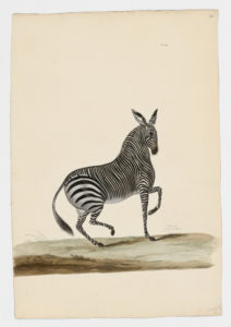 Drawing of a Mountain Zebra from a 18th century specimen [modern geographical distribution: Southern Africa. Attributed to Paillou, Peter, c.1720 – c.1790]
