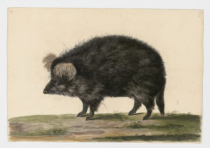Drawing of a Wilde Boar or possibly a domestic pig from a 18th century specimen [modern geographical distribution: worldwide. Attributed to Paillou, Peter, c.1720 – c.1790]