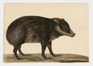 Drawing of a Pygmy Hog from a 18th century specimen [modern geographical distribution: Assam, the Himalayan foothills of India. Attributed to Paillou, Peter, c.1720 – c.1790]