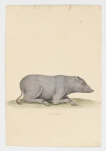 Drawing of a male Babirusa from a 18th century specimen [modern geographical distribution: Indonesia. Attributed to Paillou, Peter, c.1720 – c.1790]