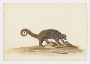 Drawing of a Silky Anteater from a 18th century specimen [modern geographical distribution: Central America and South America. Attributed to Paillou, Peter, c.1720 – c.1790]