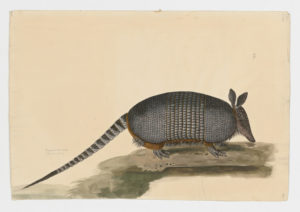 Drawing of a Nine-banded Long-nosed Armadillo--also known as a Common Long-nosed Armadillo--from a 18th century specimen [modern geographical distribution: the United States, Central America, and South America. Attributed to Paillou, Peter, c.1720 – c.1790]