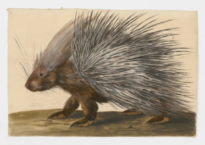 Drawing of a Crested Porcupine from a 18th century specimen [modern geographical distribution: Africa, the Middle East, and Southern Europe. Attributed to Paillou, Peter, c.1720 – c.1790]