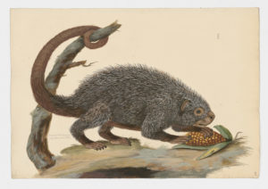 Drawing of a Brazilian Porcupine from a 18th century specimen [modern geographical distribution: South America. Attributed to Paillou, Peter, c.1720 – c.1790]