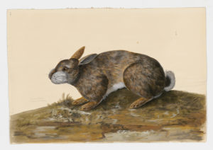 Drawing of a European Rabbit--also known as a Common Rabbit--from a 18th century specimen [modern geographical distribution: Europe, the Untied States, Australia, South America, and Southern Africa. Attributed to Paillou, Peter, c.1720 – c.1790]