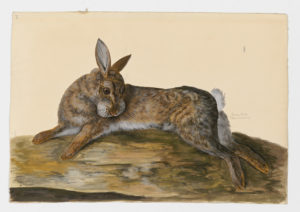 Drawing of a European Rabbit--also known as a Common Rabbit--from a 18th century specimen [modern geographical distribution: Europe, the Untied States, Australia, South America, and Southern Africa. Attributed to Paillou, Peter, c.1720 – c.1790]
