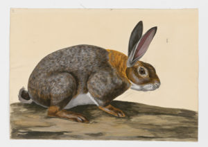 Drawing of a European Rabbit--also known as a Common Rabbit--or possibly a Domestic Rabbit, from a 18th century specimen [modern geographical distribution: Europe, the United States, Australia, South America, and Southern Africa. Attributed to Paillou, Peter, c.1720 – c.1790]