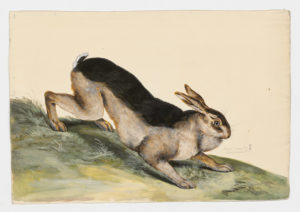 Drawing of a European Rabbit--also known as a Common Rabbit--or possibly a Domestic Rabbit, from a 18th century specimen [modern geographical distribution: Europe, the Untied States, Australia, South America, and Southern Africa. Attributed to Paillou, Peter, c.1720 – c.1790]
