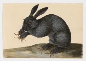 Drawing of a European Rabbit--also known as a Common Rabbit--or possibly a Domestic Rabbit, from a 18th century specimen [modern geographical distribution: Europe, the Untied States, Australia, South America, and Southern Africa. Attributed to Paillou, Peter, c.1720 – c.1790]