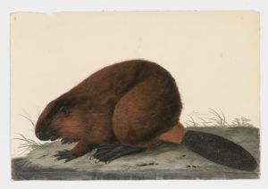 Drawing of a Beaver from a 18th century specimen [modern geographical distribution: Canada and the United States. Attributed to Paillou, Peter, c.1720 – c.1790]