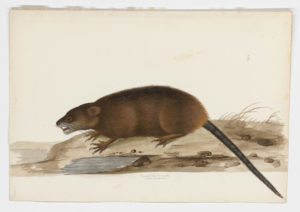 Drawing of a Muskrat from a 18th century specimen [modern geographical distribution: the United States, Canada, and Europe. Attributed to Paillou, Peter, c.1720 – c.1790]