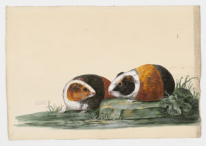 Drawing of a pair of Domestic Guinea Pigs from 18th century specimens [modern geographical distribution: South America. Attributed to Paillou, Peter, c.1720 – c.1790]