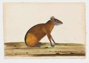Drawing of a Black-rumped Agouti from a 18th century specimen [modern geographical distribution: South America. Attributed to Paillou, Peter, c.1720 – c.1790]
