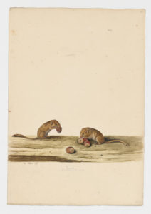 Drawing of a pair of Hazel Dormice from 18th century specimens [modern geographical distribution: Europe. Attributed to Collins, Charles]