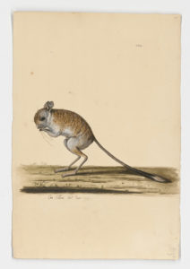 Drawing of a Greater Egyptian Jerboa from a 18th century specimen [modern geographical distribution: North Africa and the Middle East]