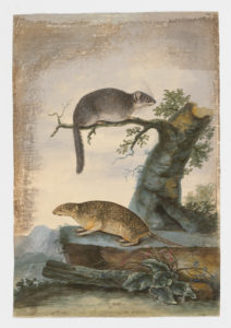 Drawing of a Bushy-tailed Woodrat--also known as a Packrat--from a 18th century specimen [modern geographical distribution: the Western United States and Canada. Attributed to Paillou, Peter, c.1720 – c.1790]