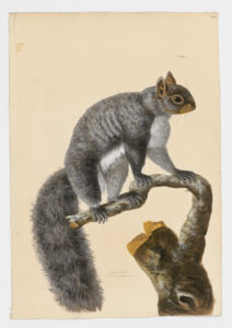 Drawing of an Eastern Gray Squirrel from a 18th century specimen [modern geographical distribution: the United States, Canada, and Europe. Attributed to Paillou, Peter, c.1720 – c.1790]