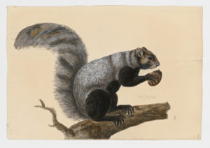 Drawing of an Eastern Fox Squirrel from a 18th century specimen [modern geographical distribution: the United States, Canada, and Northern Europe. Attributed to Paillou, Peter, c.1720 – c.1790]