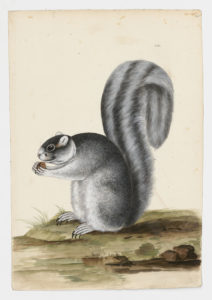 Drawing of a possible Eastern Gray Squirrel from a 18th century specimen [Attributed to Paillou, Peter, c.1720 – c.1790]