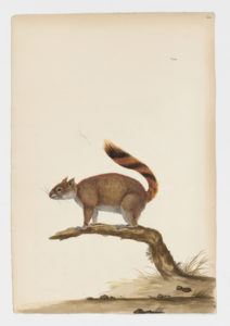 Drawing of a Red Squirrel from a 18th century specimen [modern geographical distribution: the United States and Canada. Attributed to Paillou, Peter, c.1720 – c.1790]
