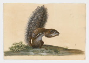 Drawing of a Barbary Ground Squirrel from a 18th century specimen [modern geographical distribution: Morocco, Algeria, and the Canary Islands]