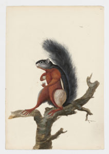 Drawing of a Variegated Squirrel from a 18th century specimen [modern geographical distribution: Central America. Attributed to Paillou, Peter, c.1720 – c.1790]