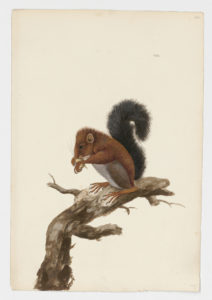 Drawing of a Eurasian Red Squirrel from a 18th century specimen [modern geographical distribution: the forests of Europe and Asia. Attributed to Paillou, Peter, c.1720 – c.1790]