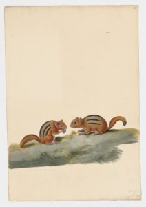 Drawing of a pair of Eastern Chipmunks from 18th century specimens [modern geographical distribution: Eastern North America. Attributed to Paillou, Peter, c.1720 – c.1790]