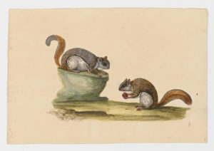 Drawing of a pair of Northern Flying Squirrels from 18th century specimens [modern geographical distribution: the United States and Canada. Attributed to Paillou, Peter, c.1720 – c.1790]