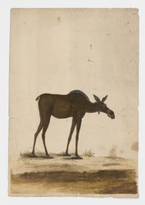 Drawing of a female Moose from a 18th century specimen [modern geographical distribution: North America and Northern Europe]