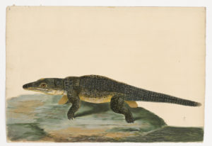 Drawing of a Saltwater Crocodile from a 18th century specimen [modern geographical distribution: the Indian Ocean, Indonesia, and Australia. Attributed to Paillou, Peter, c.1720 – c.1790]