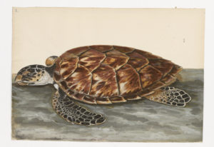 Drawing of a Hawksbill Sea Turtle from a 18th century specimen [modern geographical distribution: Oceans worldwide. Attributed to Paillou, Peter, c.1720 – c.1790]