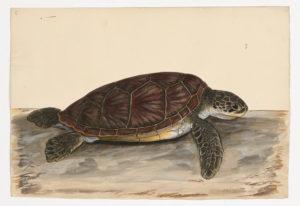 Drawing of a Green Sea Turtle from a 18th century specimen [modern geographical distribution: Oceans worldwide. Attributed to Paillou, Peter, c.1720 – c.1790]